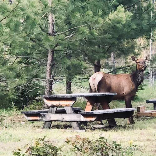 Neighborly Elk